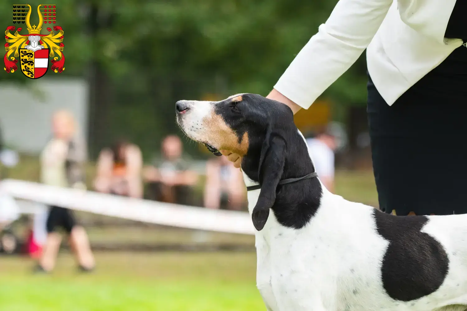 Schweizer Laufhund Welpen und Züchter Kärnten Hier findest Du Schweizer Laufhunde Züchter in Kärnten.