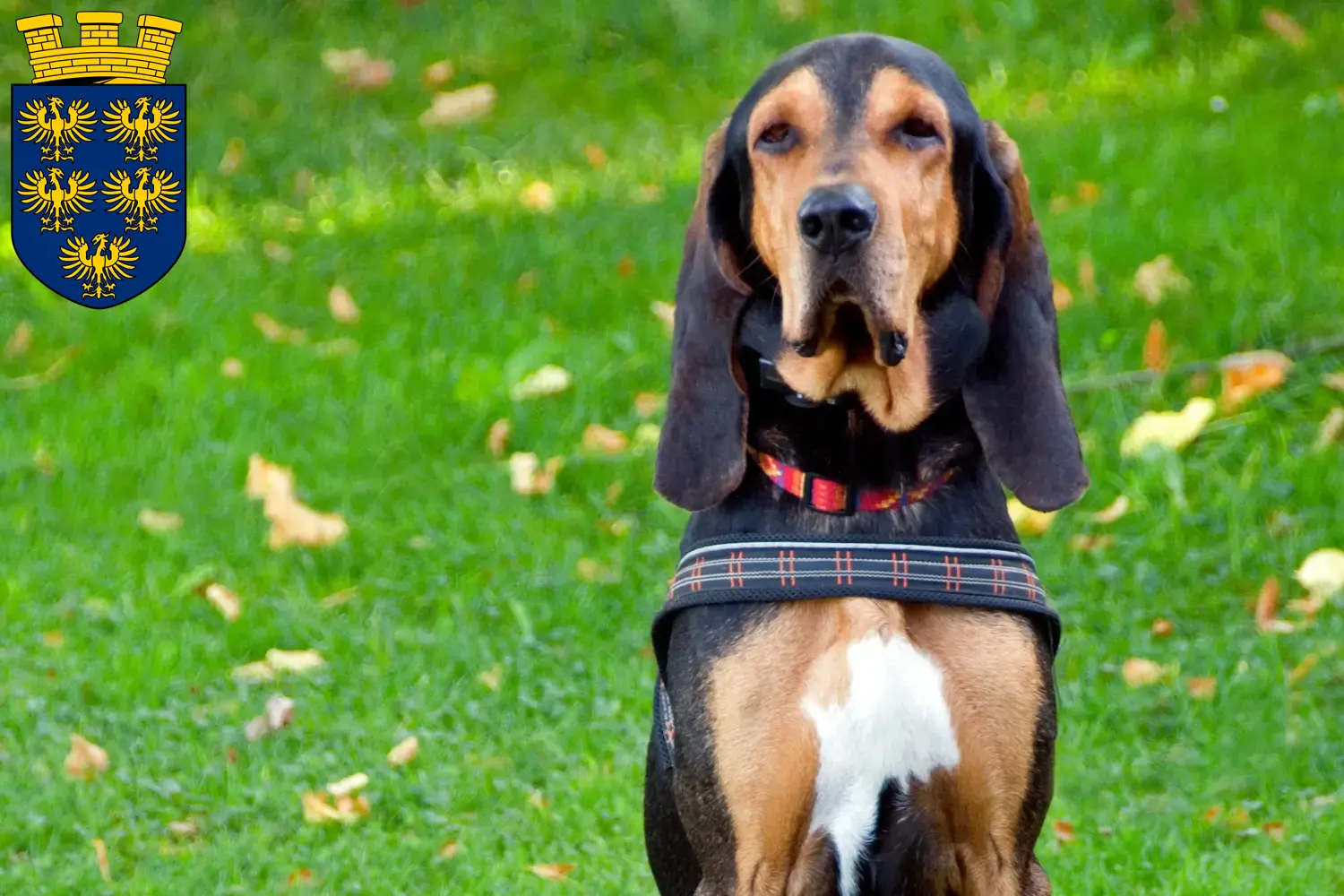 Schweizer Laufhund Welpen und Züchter Niederösterreich Hier findest Du Schweizer Laufhunde Züchter in Niederösterreich.