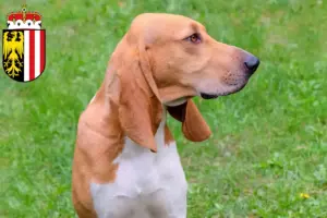 Mehr über den Artikel erfahren Schweizer Laufhund Züchter und Welpen in Oberösterreich