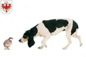 Mehr über den Artikel erfahren Schweizer Laufhund Züchter und Welpen in Tirol
