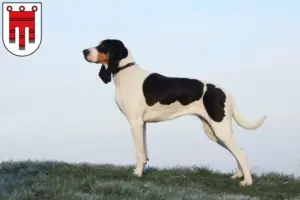 Mehr über den Artikel erfahren Schweizer Laufhund Züchter und Welpen in Vorarlberg