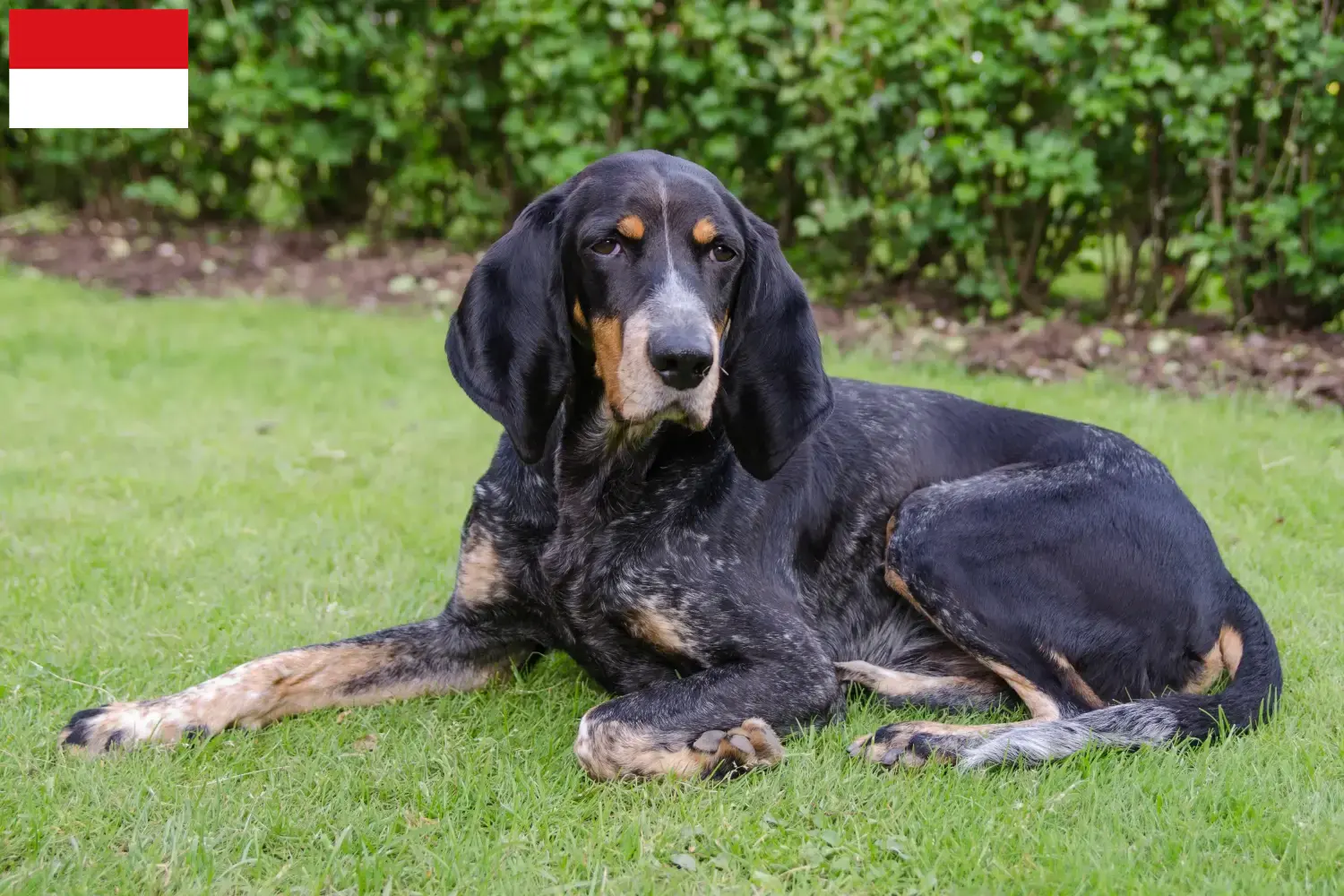Schweizer Laufhund Welpen und Züchter Wien Hier findest Du Schweizer Laufhunde Züchter in Wien.