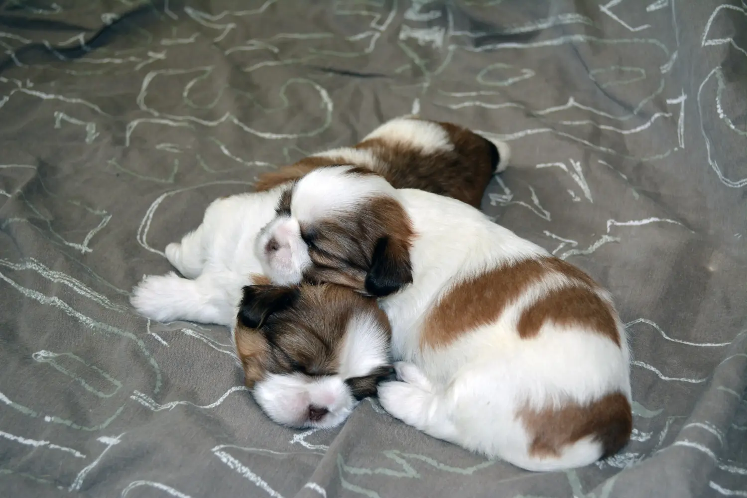 Einen Shih Tzu Welpen zu kaufen, bedeutet Verantwortung zu übernehmen! Shih Tzu Welpen kaufen.