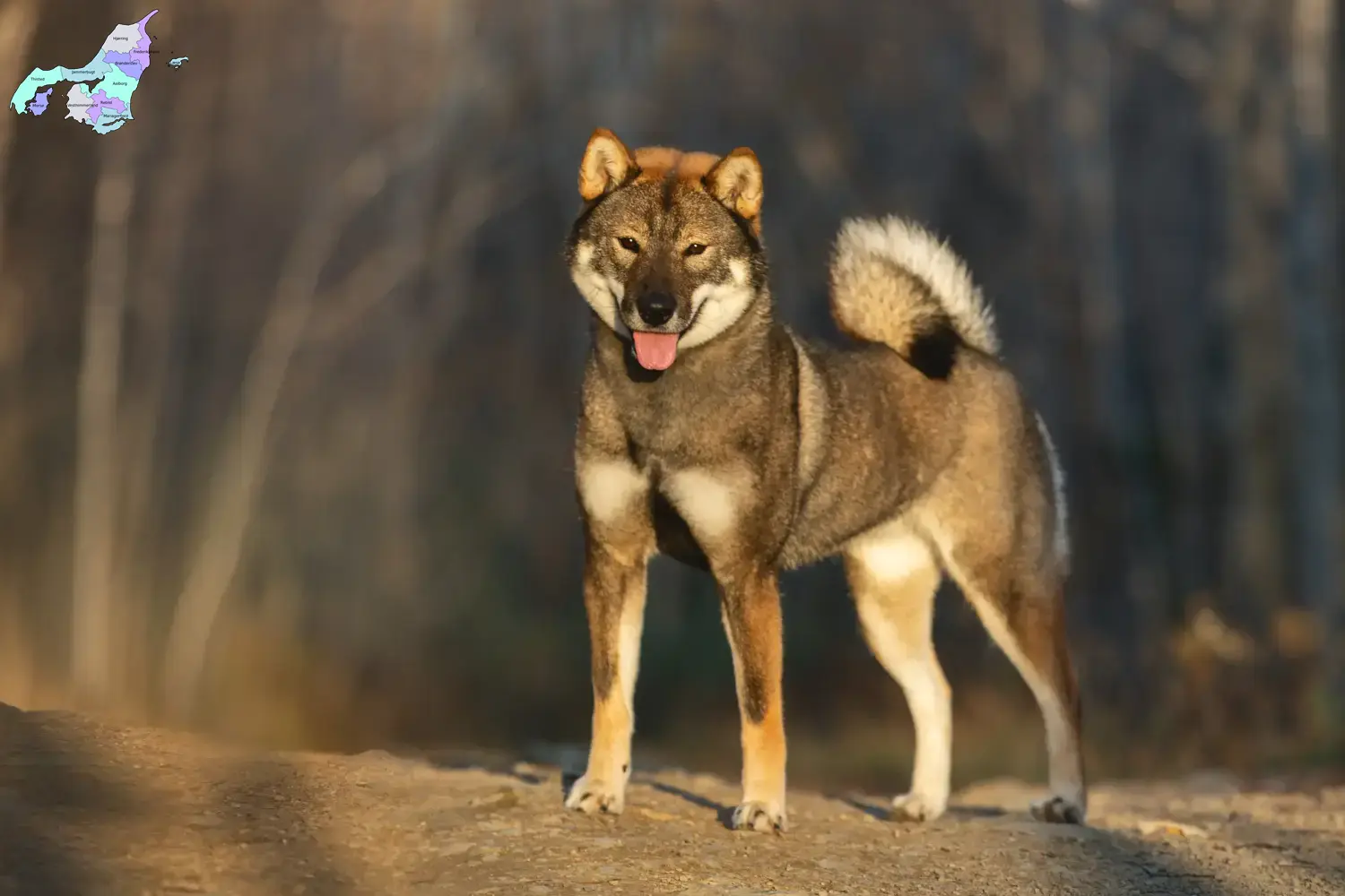 Shikoku Welpen und Züchter Nordjylland Hier findest Du Shikokus Züchter in Nordjylland.