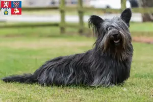 Mehr über den Artikel erfahren Skye Terrier Züchter und Welpen in Pardubice