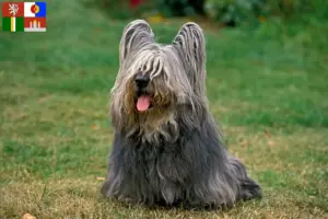 Mehr über den Artikel erfahren Skye Terrier Züchter und Welpen in Südböhmen