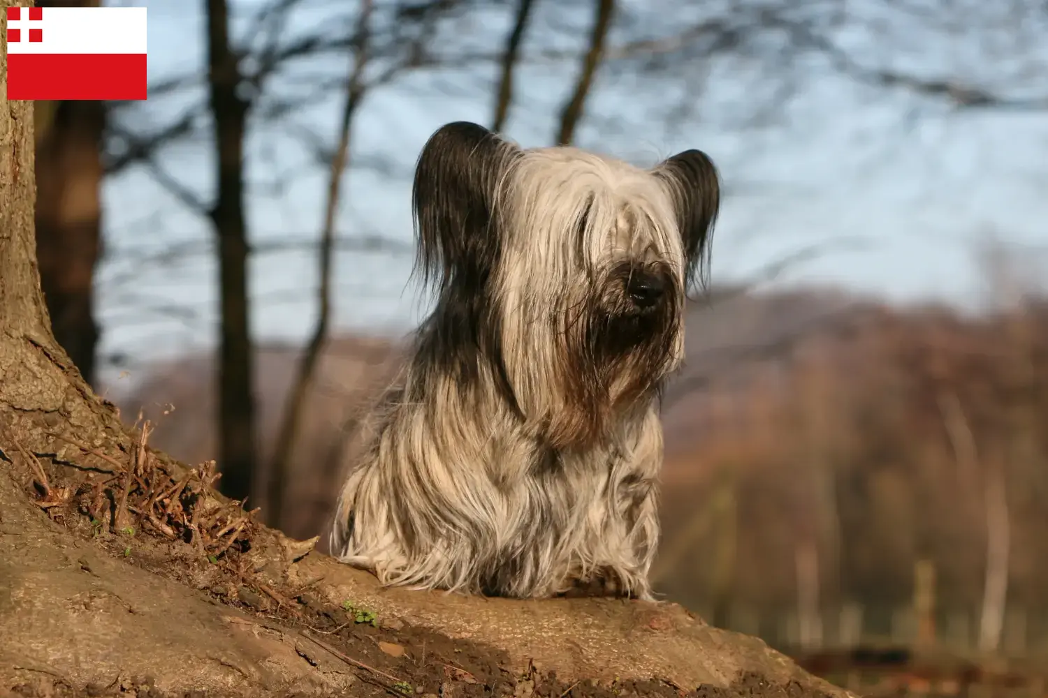 Skye Terrier Welpen und Züchter Utrecht Hier findest Du Skye Terrier Züchter in Utrecht.