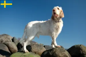 Mehr über den Artikel erfahren Spinone Italiano Züchter und Welpen in Schweden