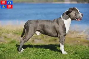Mehr über den Artikel erfahren Staffordshire Bull Terrier Züchter und Welpen in Hradec Králové