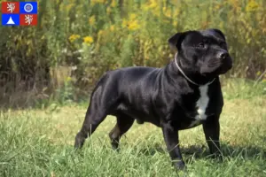 Mehr über den Artikel erfahren Staffordshire Bull Terrier Züchter und Welpen in Liberec