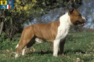 Mehr über den Artikel erfahren Staffordshire Bull Terrier Züchter und Welpen in Mähren-Schlesien