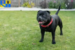 Mehr über den Artikel erfahren Staffordshire Bull Terrier Züchter und Welpen in Olmütz