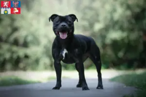 Mehr über den Artikel erfahren Staffordshire Bull Terrier Züchter und Welpen in Pardubice