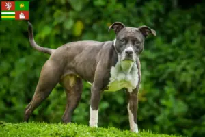 Mehr über den Artikel erfahren Staffordshire Bull Terrier Züchter und Welpen in Pilsen
