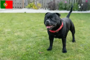 Mehr über den Artikel erfahren Staffordshire Bull Terrier Züchter und Welpen in Portugal