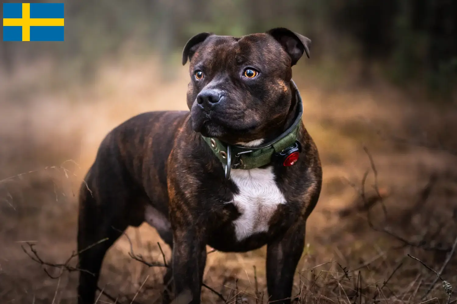 Staffordshire Bull Terrier Welpen und Züchter Schweden Hier findest Du Staffordshire Bull Terrier Züchter in Schweden.