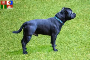 Mehr über den Artikel erfahren Staffordshire Bull Terrier Züchter und Welpen in Südböhmen