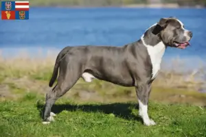 Mehr über den Artikel erfahren Staffordshire Bull Terrier Züchter und Welpen in Südmähren