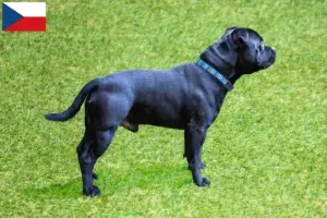 Mehr über den Artikel erfahren Staffordshire Bull Terrier Züchter und Welpen in Tschechien