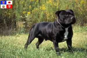 Mehr über den Artikel erfahren Staffordshire Bull Terrier Züchter und Welpen in Vysočina