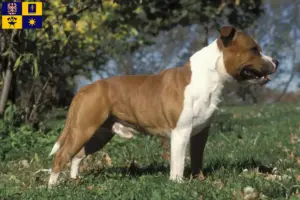 Mehr über den Artikel erfahren Staffordshire Bull Terrier Züchter und Welpen in Zlín