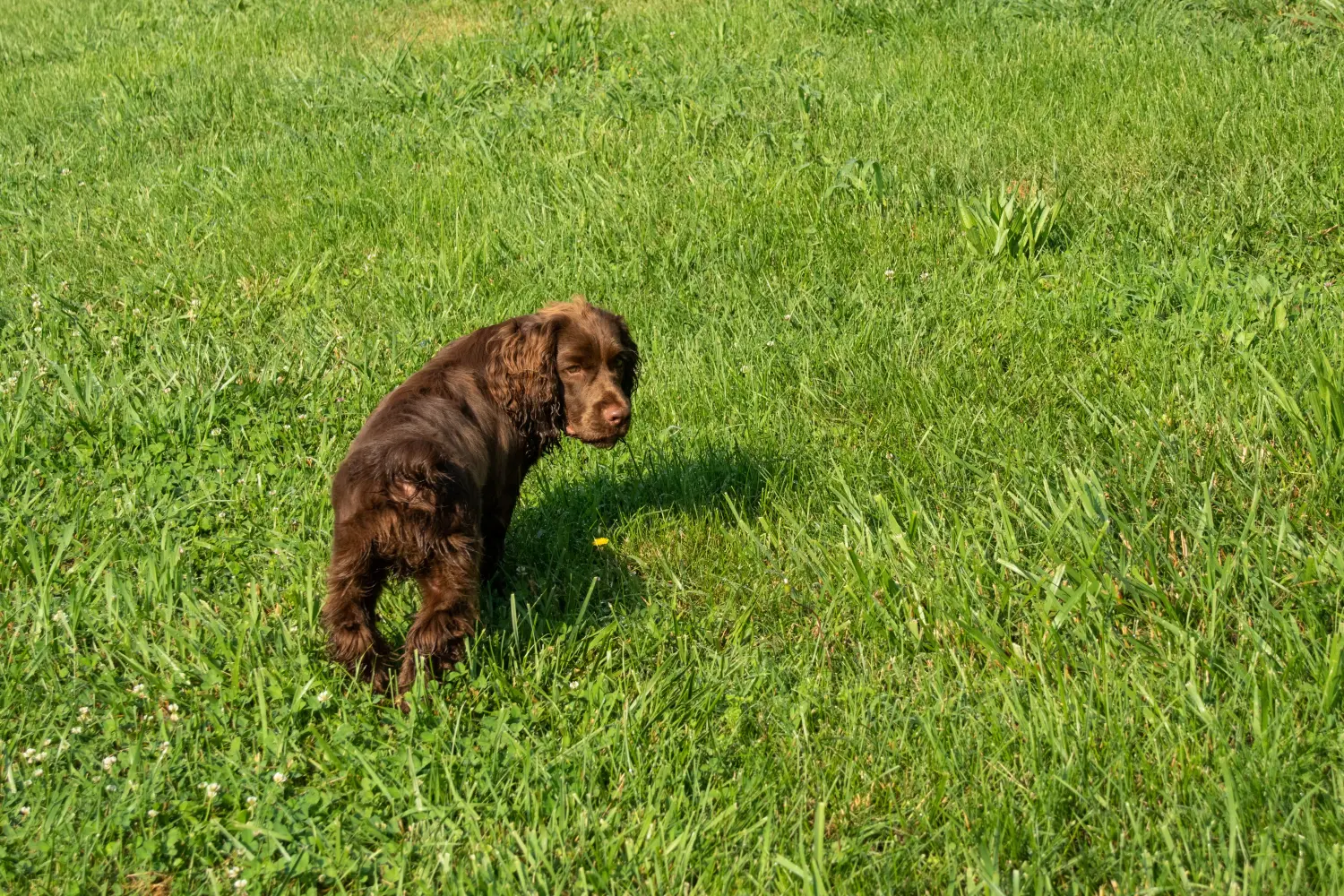 Einen Sussex-Spaniel Welpen zu kaufen, bedeutet Verantwortung zu übernehmen! Sussex-Spaniel Welpen kaufen.