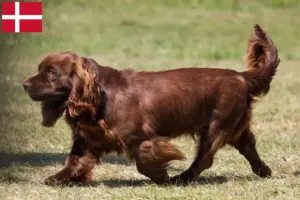 Mehr über den Artikel erfahren Sussex-Spaniel Züchter und Welpen in Dänemark