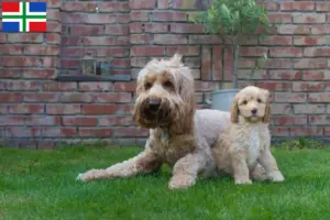 Mehr über den Artikel erfahren Australian Cobberdog Züchter und Welpen in Groningen
