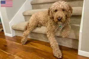 Mehr über den Artikel erfahren Australian Labradoodle Züchter und Welpen in den USA