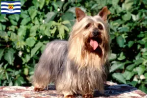 Mehr über den Artikel erfahren Australian Silky Terrier Züchter und Welpen in Zeeland