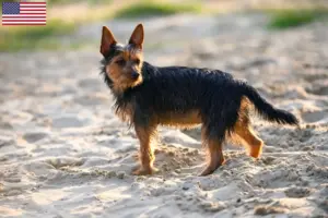 Mehr über den Artikel erfahren Australian Terrier Züchter und Welpen in den USA