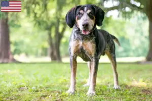 Mehr über den Artikel erfahren Bluetick Coonhound Züchter und Welpen in den USA