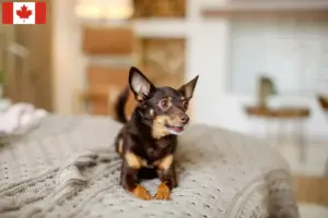 Mehr über den Artikel erfahren English Toy Terrier Züchter und Welpen in Kanada