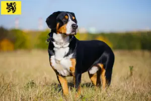 Mehr über den Artikel erfahren Entlebucher Sennenhund Züchter und Welpen in Flandern