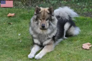 Mehr über den Artikel erfahren Eurasier Züchter und Welpen in den USA