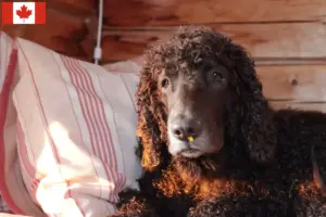 Mehr über den Artikel erfahren Irish Water Spaniel Züchter und Welpen in Kanada