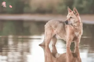 Mehr über den Artikel erfahren Kanaan-Hund Züchter und Welpen in Hovedstaden