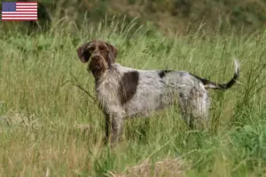 Mehr über den Artikel erfahren Korthals Griffon Züchter und Welpen in den USA