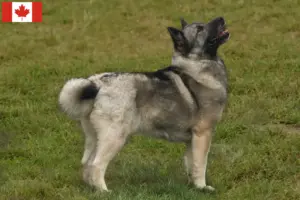 Mehr über den Artikel erfahren Norwegischer Buhund Züchter und Welpen in Kanada