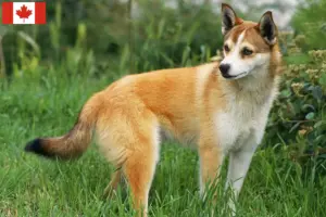 Mehr über den Artikel erfahren Norwegischer Lundehund Züchter und Welpen in Kanada