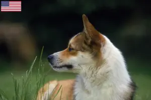 Mehr über den Artikel erfahren Norwegischer Lundehund Züchter und Welpen in den USA