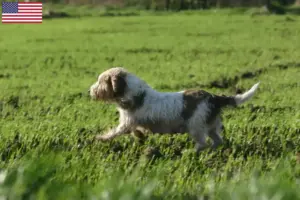 Mehr über den Artikel erfahren Petit Basset Griffon Vendéen Züchter und Welpen in den USA
