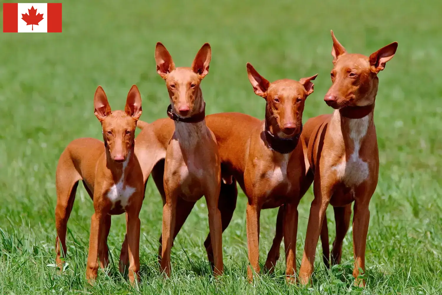 Pharaonenhund Welpen und Züchter Kanada Hier findest Du Pharaonenhunde Züchter in Kanada.