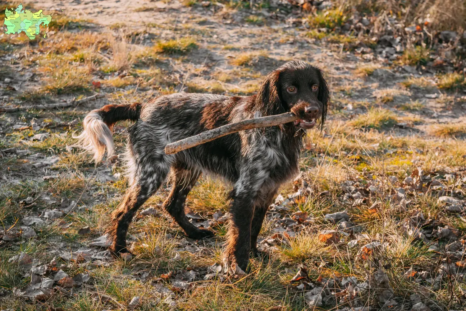 Polnischer Jagdspaniel Welpen und Züchter Midtjylland Hier findest Du Polnische Jagdspaniels Züchter in Midtjylland.