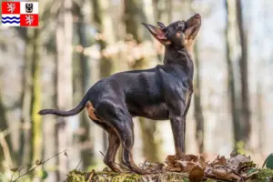 Mehr über den Artikel erfahren Prager Rattler Züchter und Welpen in Mittelböhmen