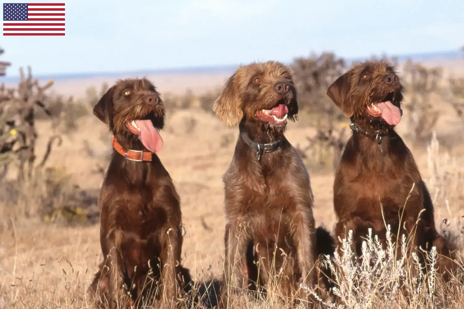 Pudelpointer Welpen und Züchter USA Hier findest Du Pudelpointer Züchter in den USA.