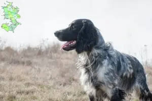 Mehr über den Artikel erfahren Russian Spaniel Züchter und Welpen in Sjælland