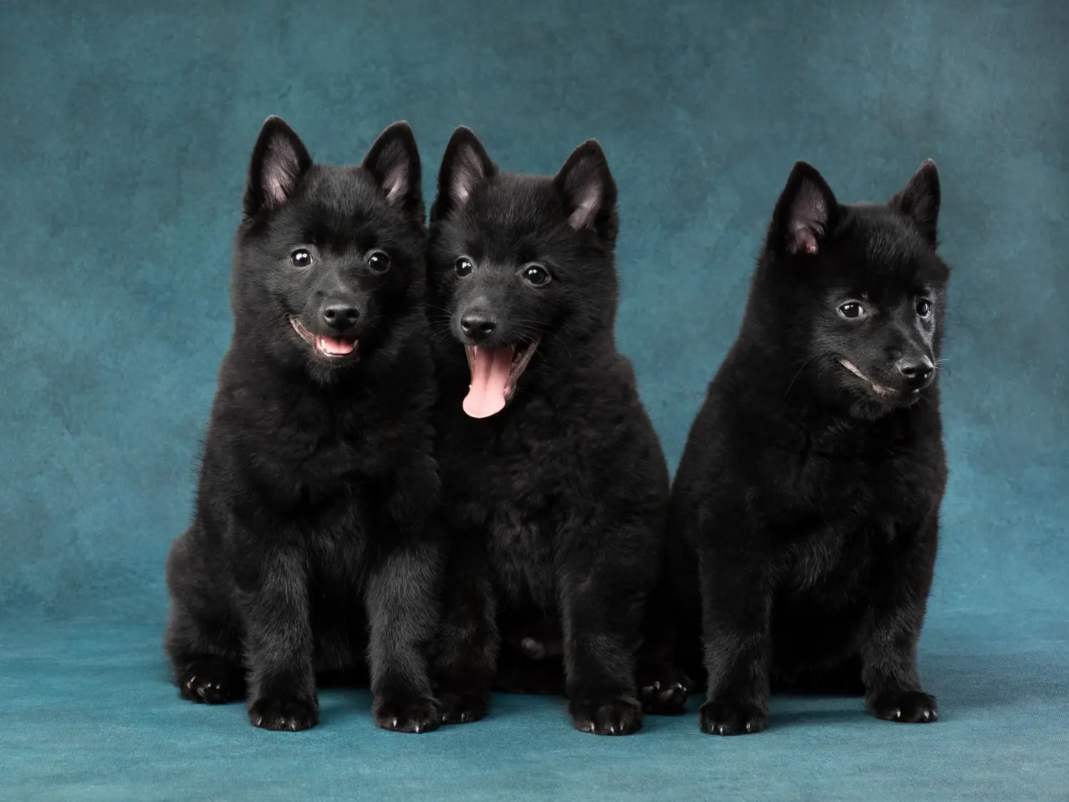 Einen Schipperke Welpen zu kaufen, bedeutet Verantwortung zu übernehmen! Schipperke Welpen kaufen.