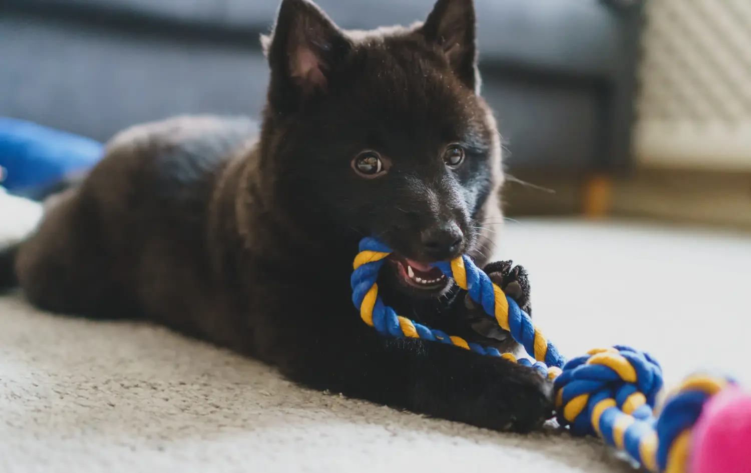 Einen Schipperke Welpen zu kaufen, bedeutet Verantwortung zu übernehmen! Schipperke Welpen kaufen.