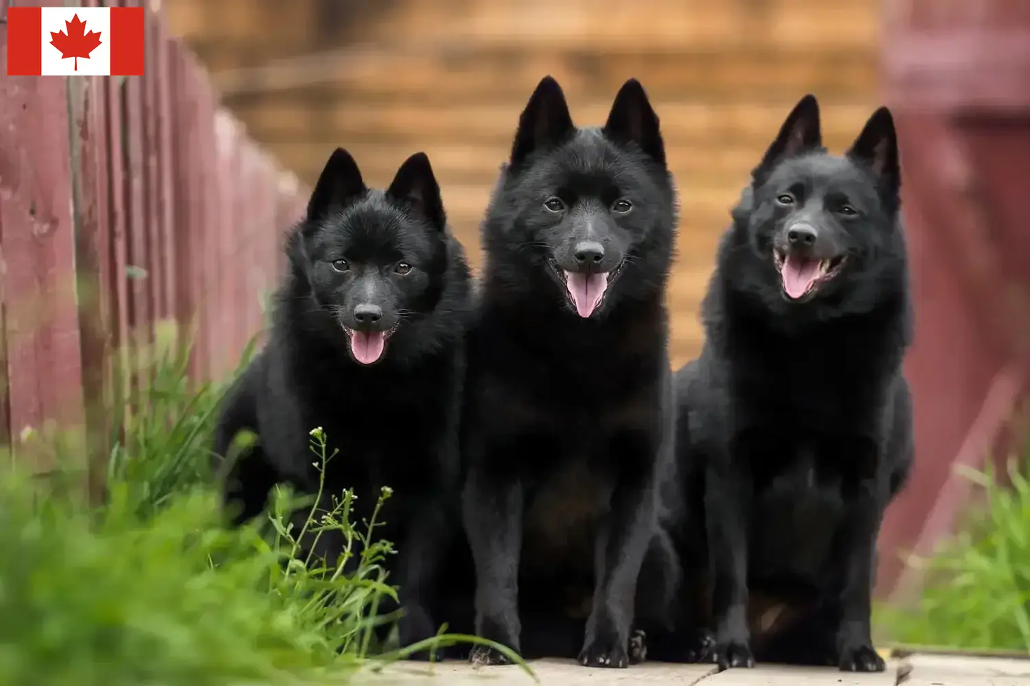 Schipperke Welpen und Züchter Kanada Hier findest Du Schipperkes Züchter in Kanada.